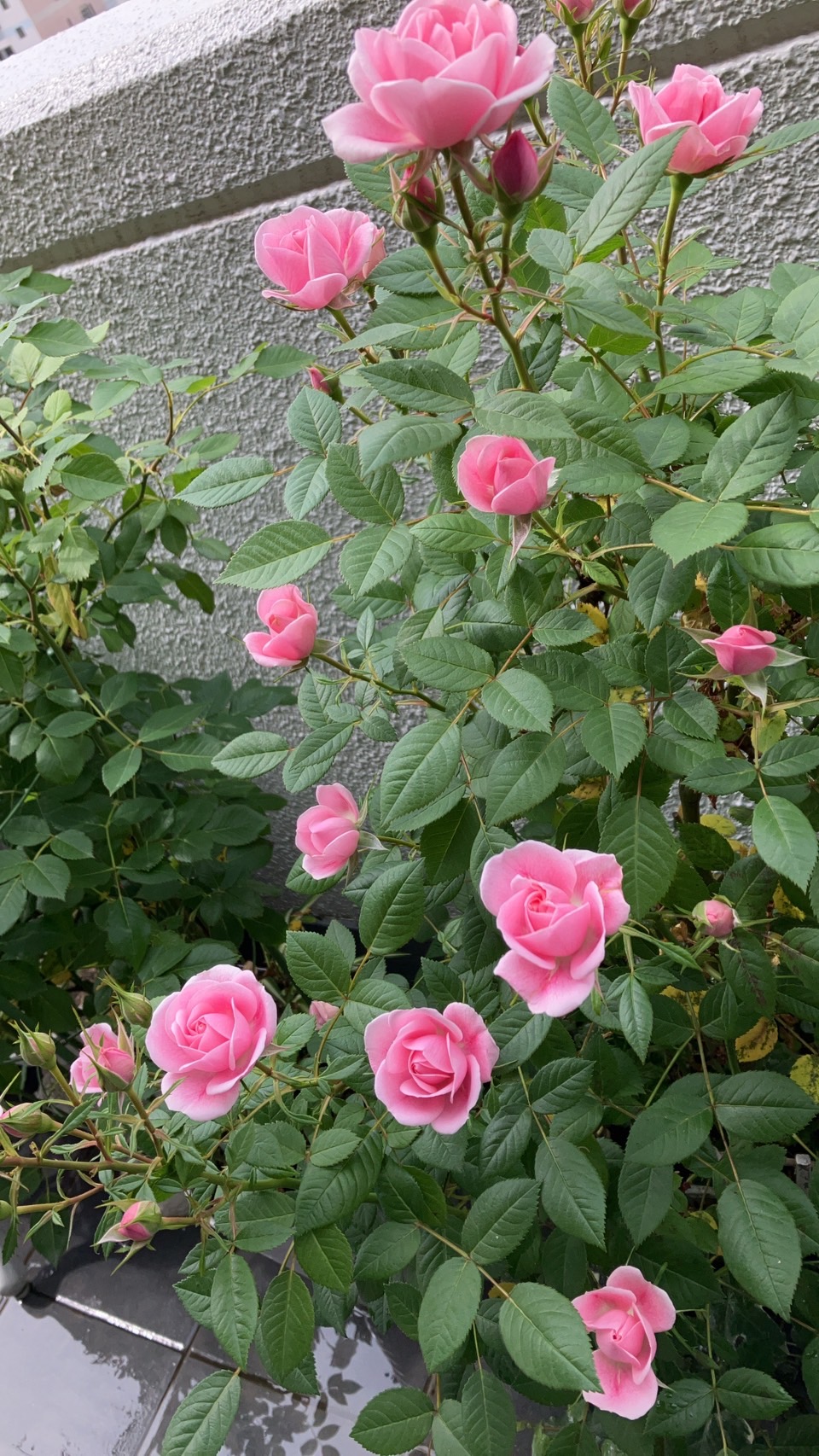 スワイパー３